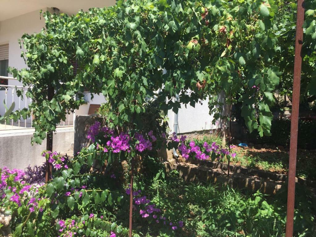 شقة Relax Garden ستاري غراد المظهر الخارجي الصورة